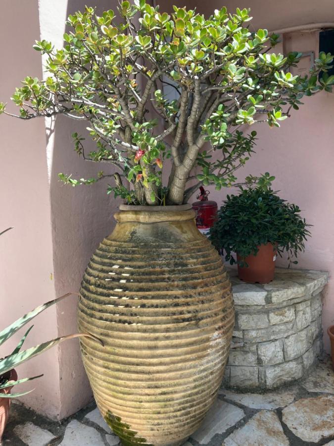 ניסקי Aliki'S Comfortable Holiday Apartments-Great Location מראה חיצוני תמונה