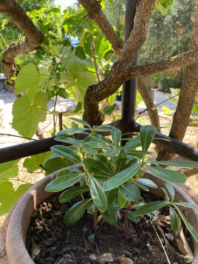 ניסקי Aliki'S Comfortable Holiday Apartments-Great Location מראה חיצוני תמונה